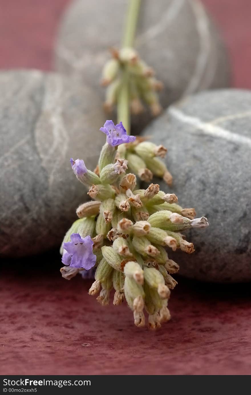 Close up photography of lavender and pebbles