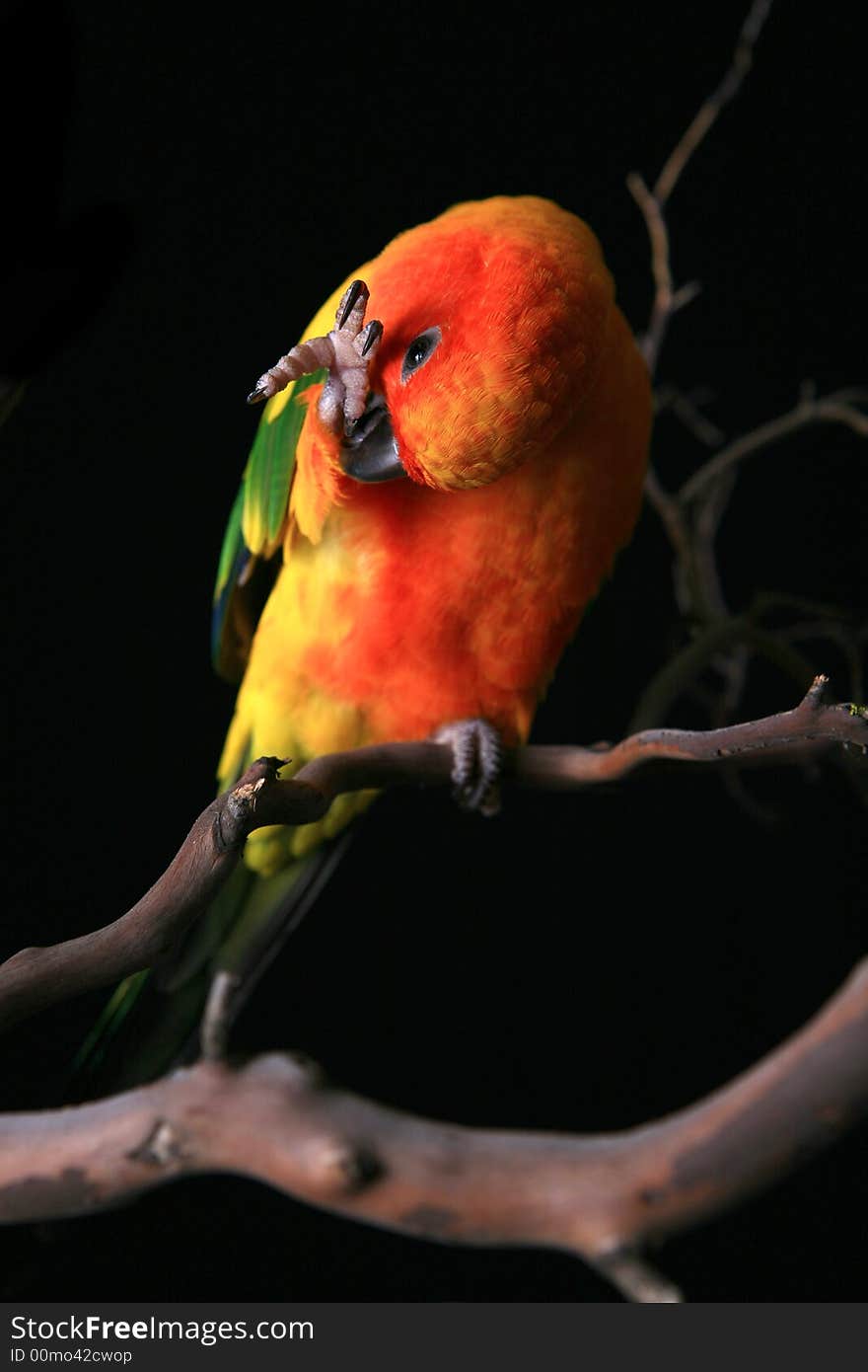 Sun Conure Preening His Foot On A Branch