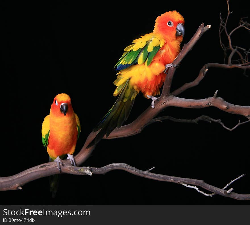 Sun Conures Fluffed Up on a Branch