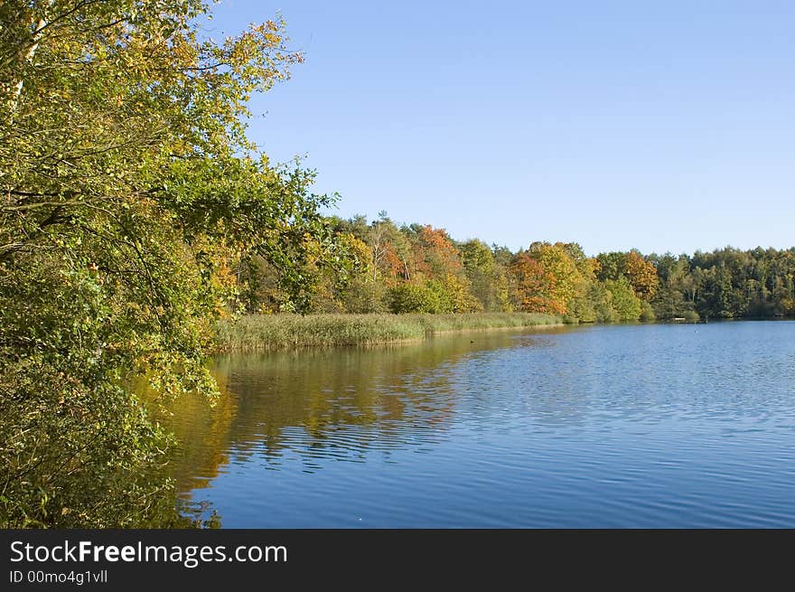 Autumn trees near the river. Autumn trees near the river