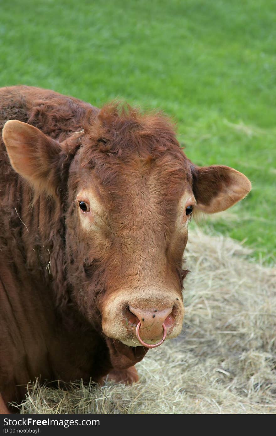 Face and upper body of a brown bull with a nose ring. Face and upper body of a brown bull with a nose ring.