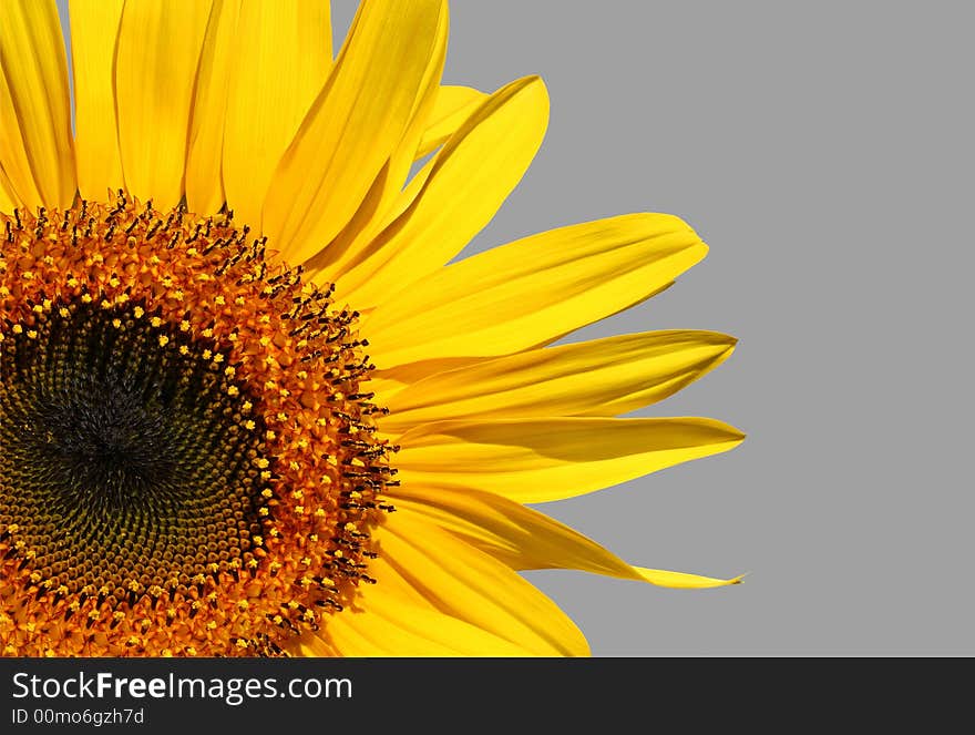 Golden Sunflower