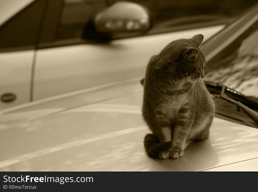 Cat seated on a car