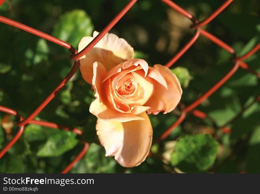 A pink rose thats growing out of the fence, maybe it can serve as a symbol of breaking barriers, for growth, for protection or even for finding your own way. A pink rose thats growing out of the fence, maybe it can serve as a symbol of breaking barriers, for growth, for protection or even for finding your own way