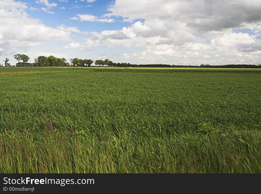 Corn field in the eastern part of Germany