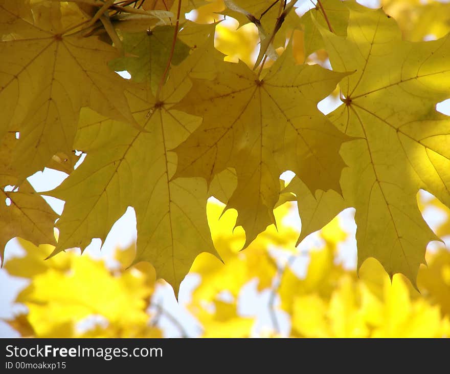 Yellow autumnal maple foliage in the sunbeams. Yellow autumnal maple foliage in the sunbeams