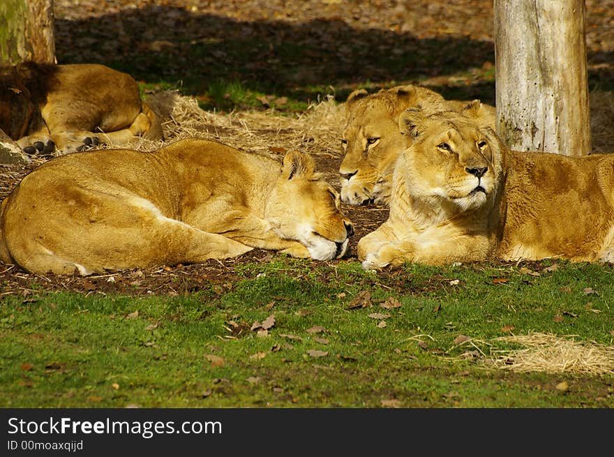 Three wonderful lioness sleeping peacefully