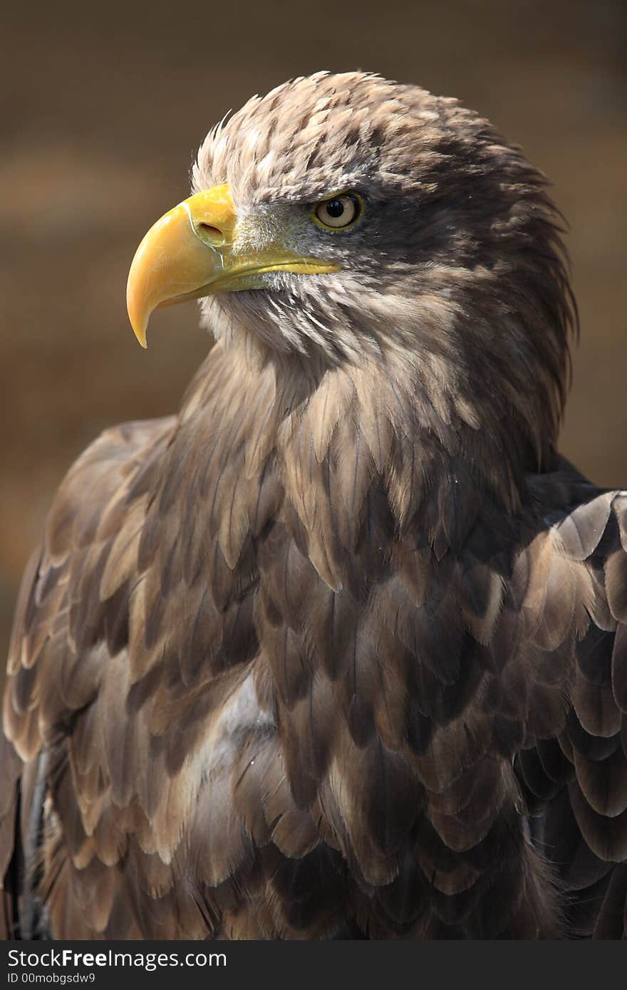 Sea eagle with the penetrating look