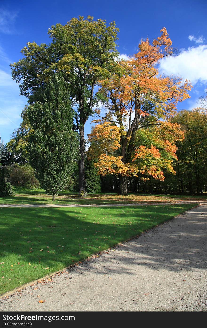 Autumn trees