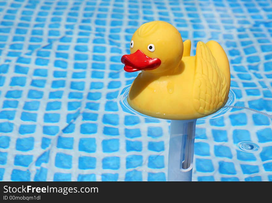 Yellow Rubber Duck in the pool, used to display water temperature.