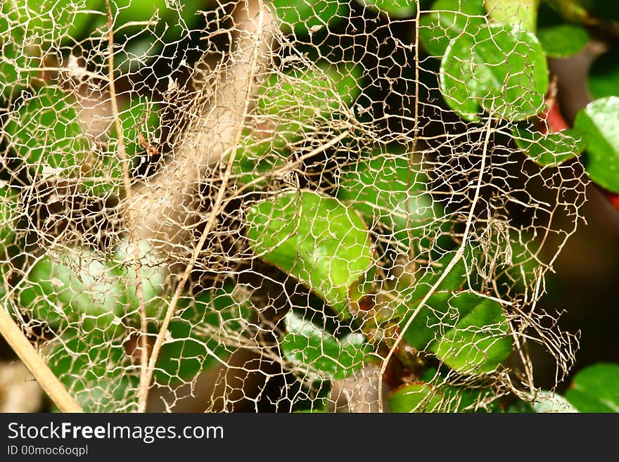 Close up of dried leaf