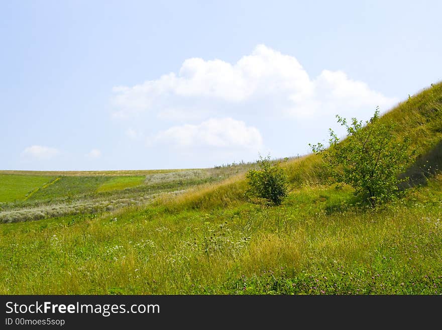 Summer landscape with a bush