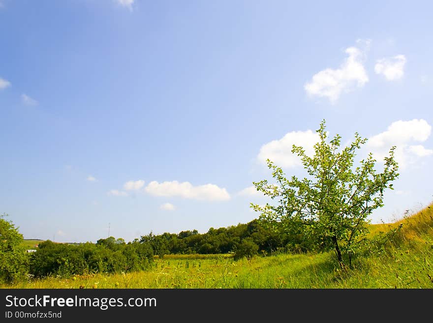 Summer landscape with a little tre