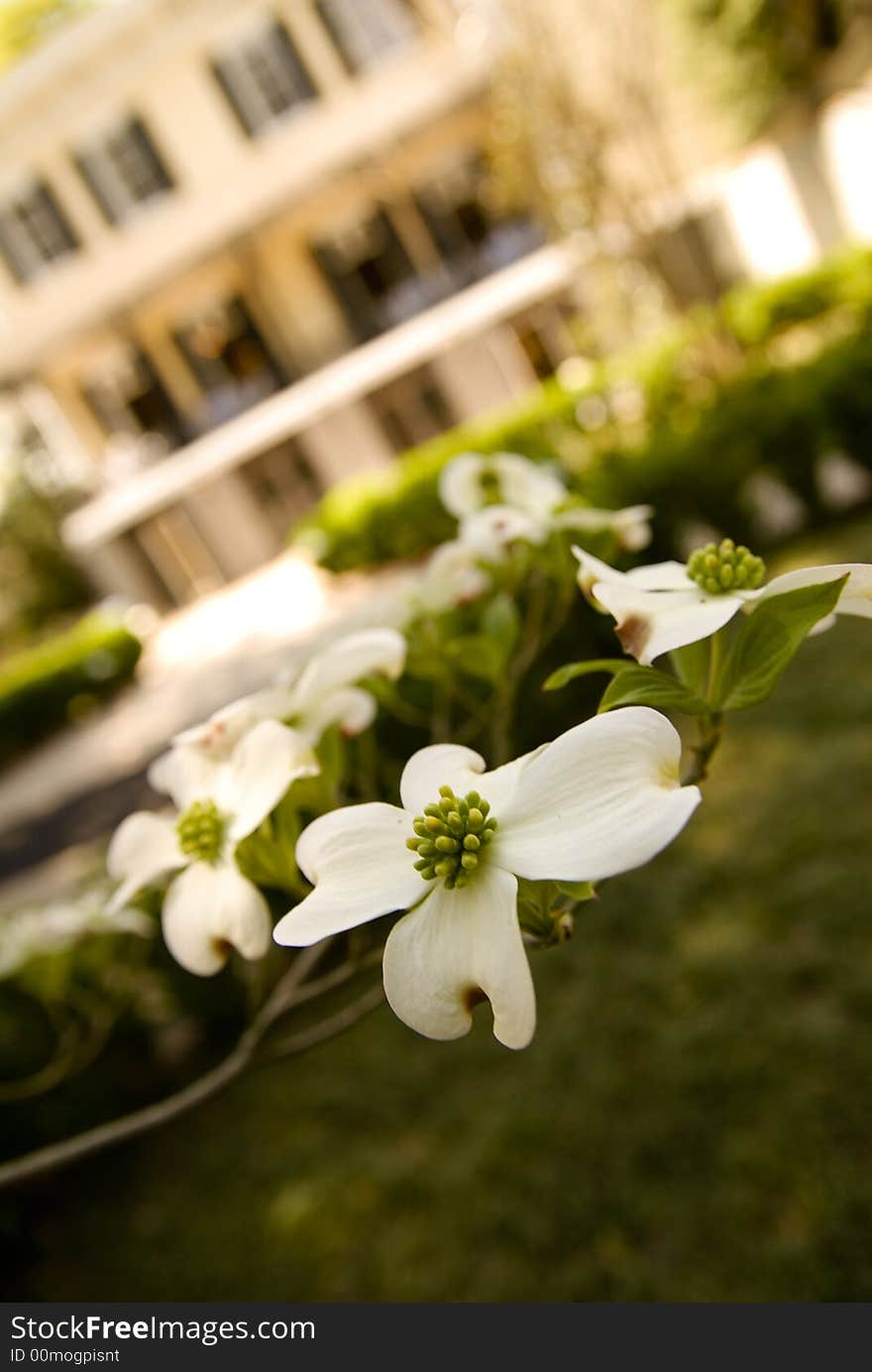 Dogwood Bloom with House In Background