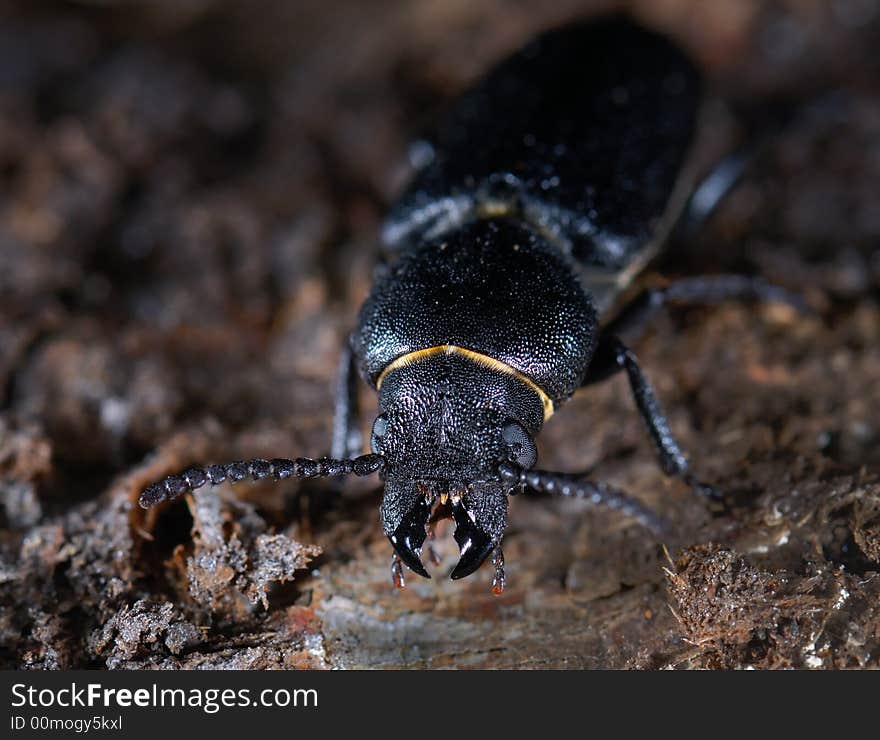 Longhorn beetle