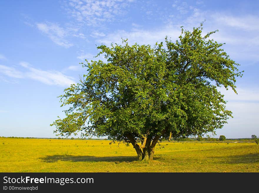 The summer landscape with tree