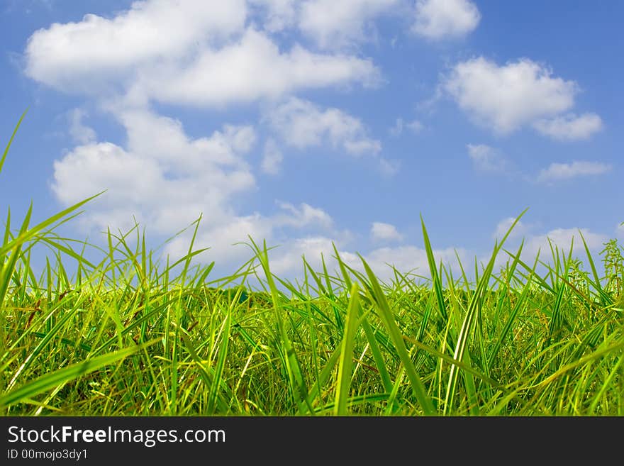 Summer landscape of green grass