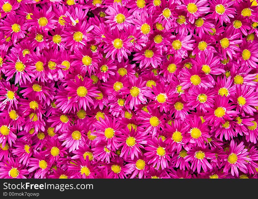 Purple daisies