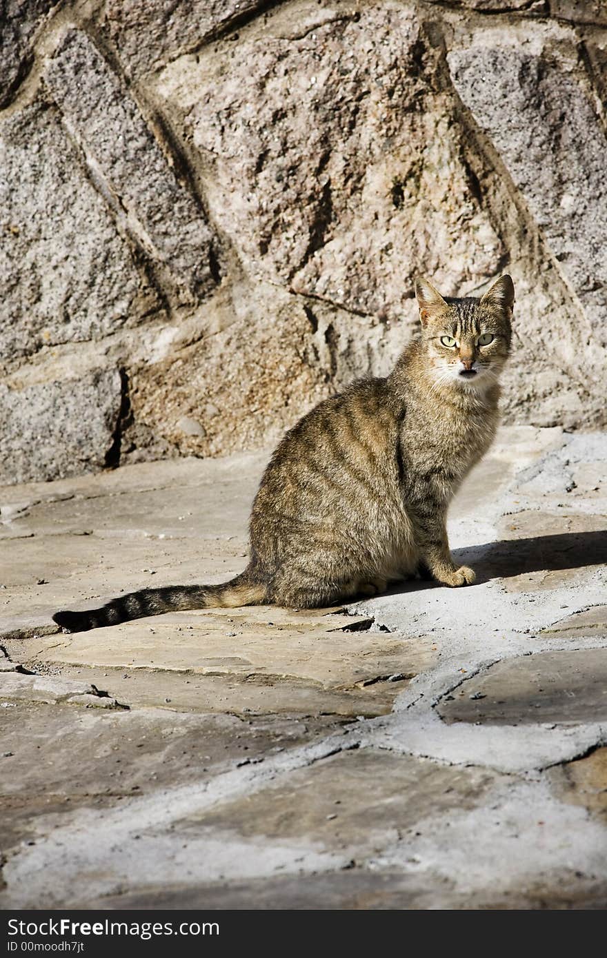 Domestic cat posing in front of a stone wall