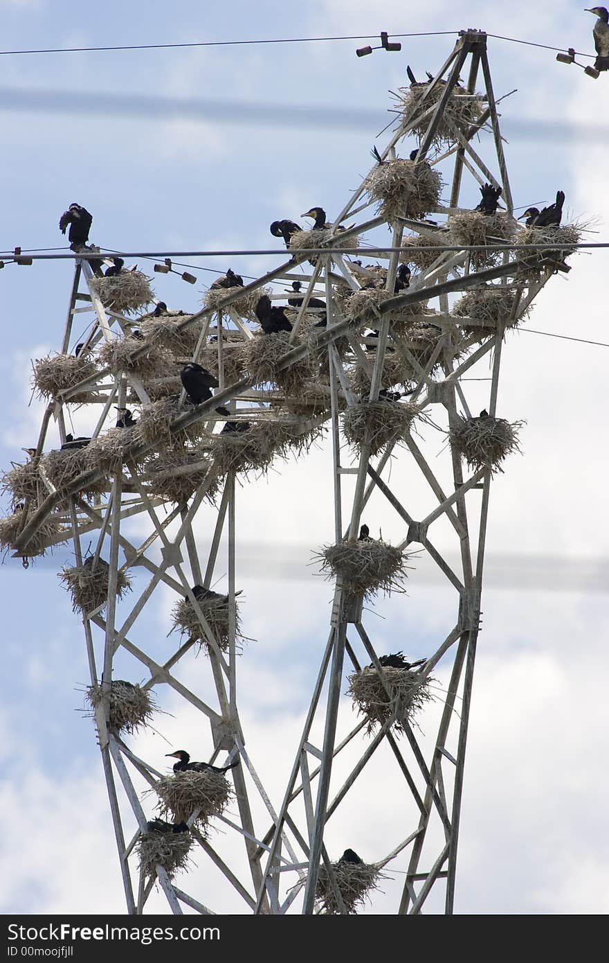 Nests of Cormorants