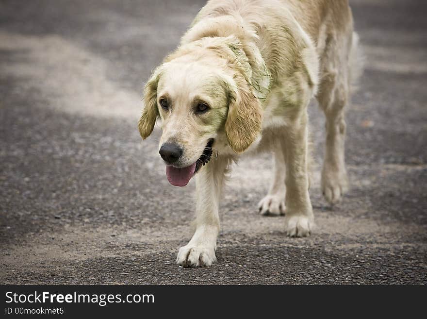 Golden Retriever