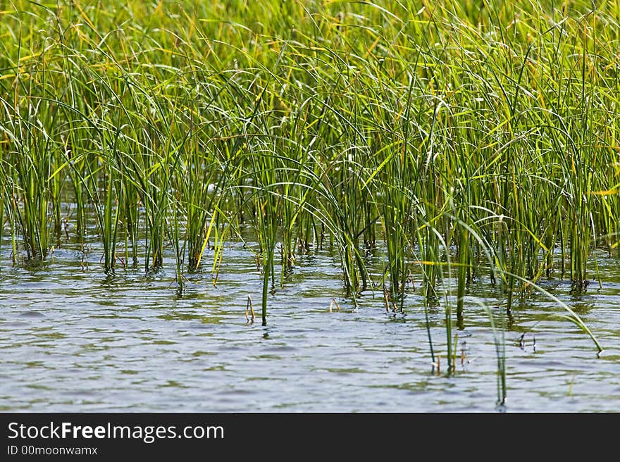 Green plants in the river flow. Green plants in the river flow