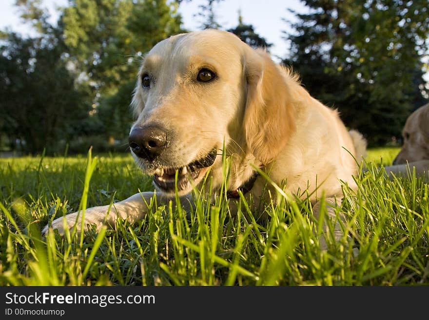 Golden retriever nibbling a stick in the park