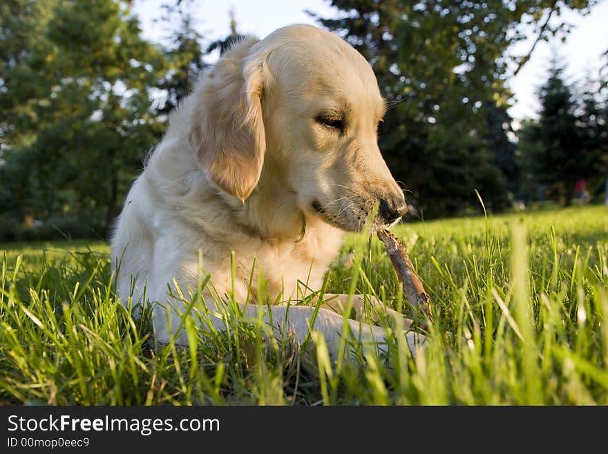 Golden retriever nibbling a stick in the park