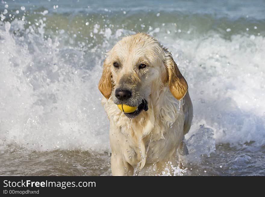 Dog retrieving a ball on the beach