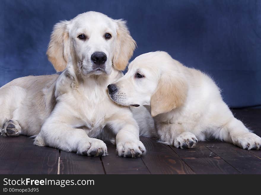 Two puppies Golden Retriever posing