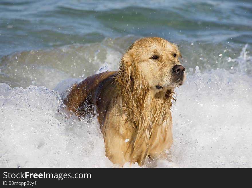 Dog in the water looking at the beach. Dog in the water looking at the beach