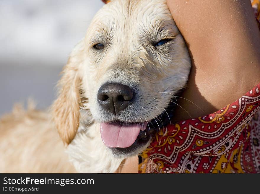 Head of a golden retriever embraced