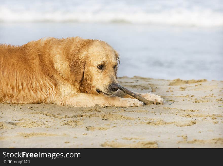 Dog eating a stick