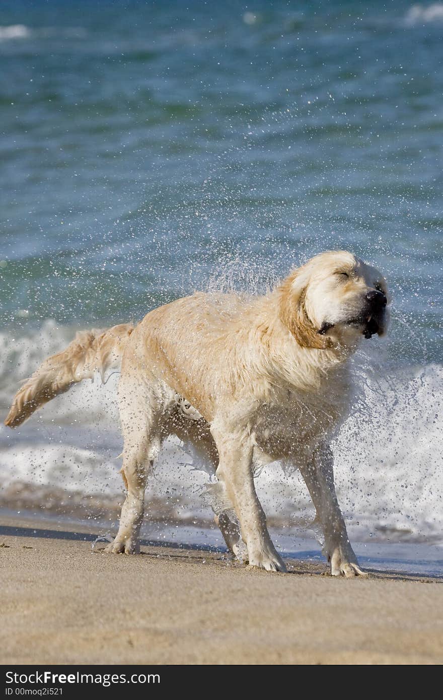 Dog shaking head