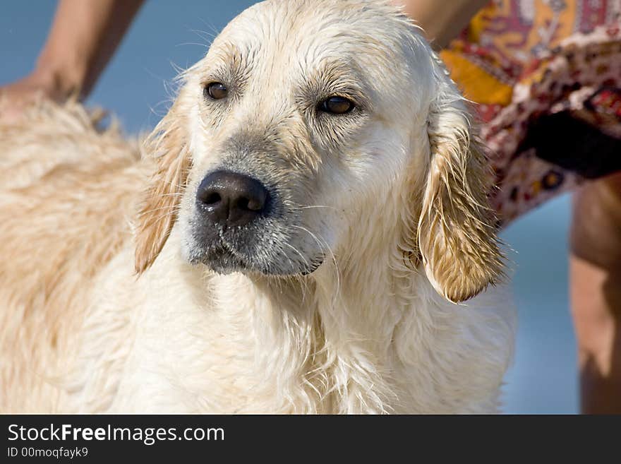 Head of a golden retriever looking sideways