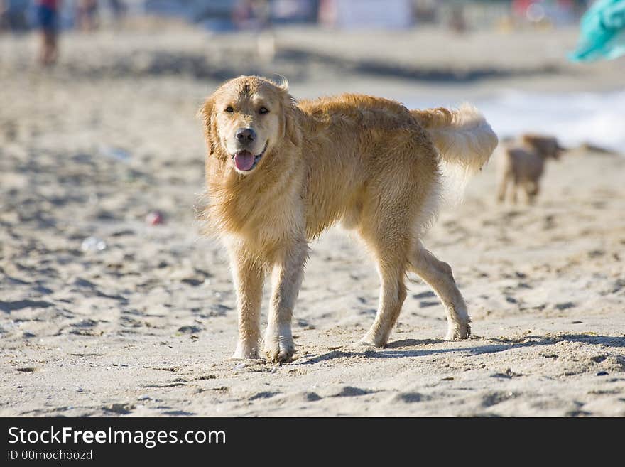 Golden retriever walking on the beach. Golden retriever walking on the beach