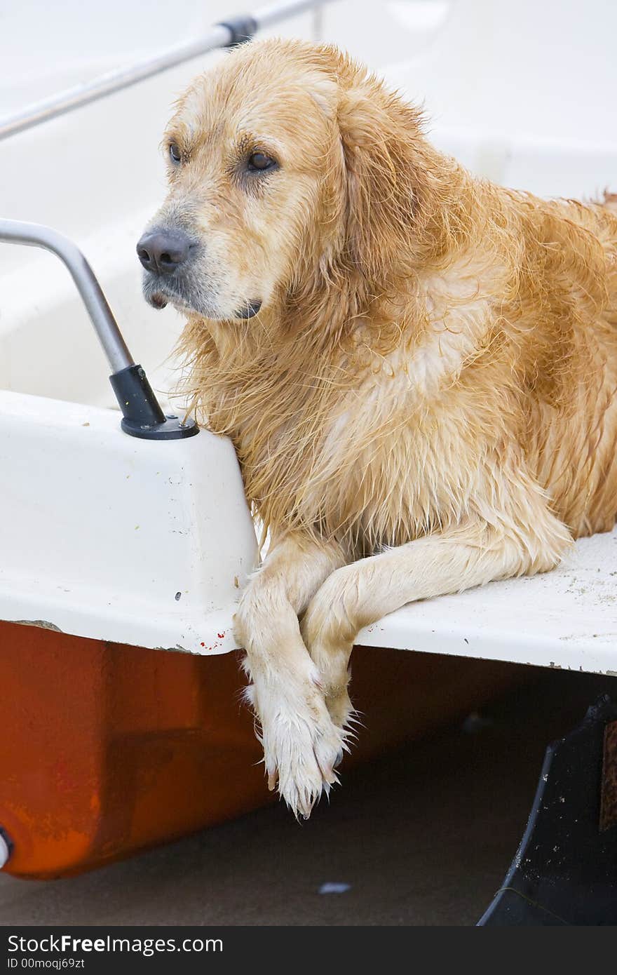 Golden Retriever posing