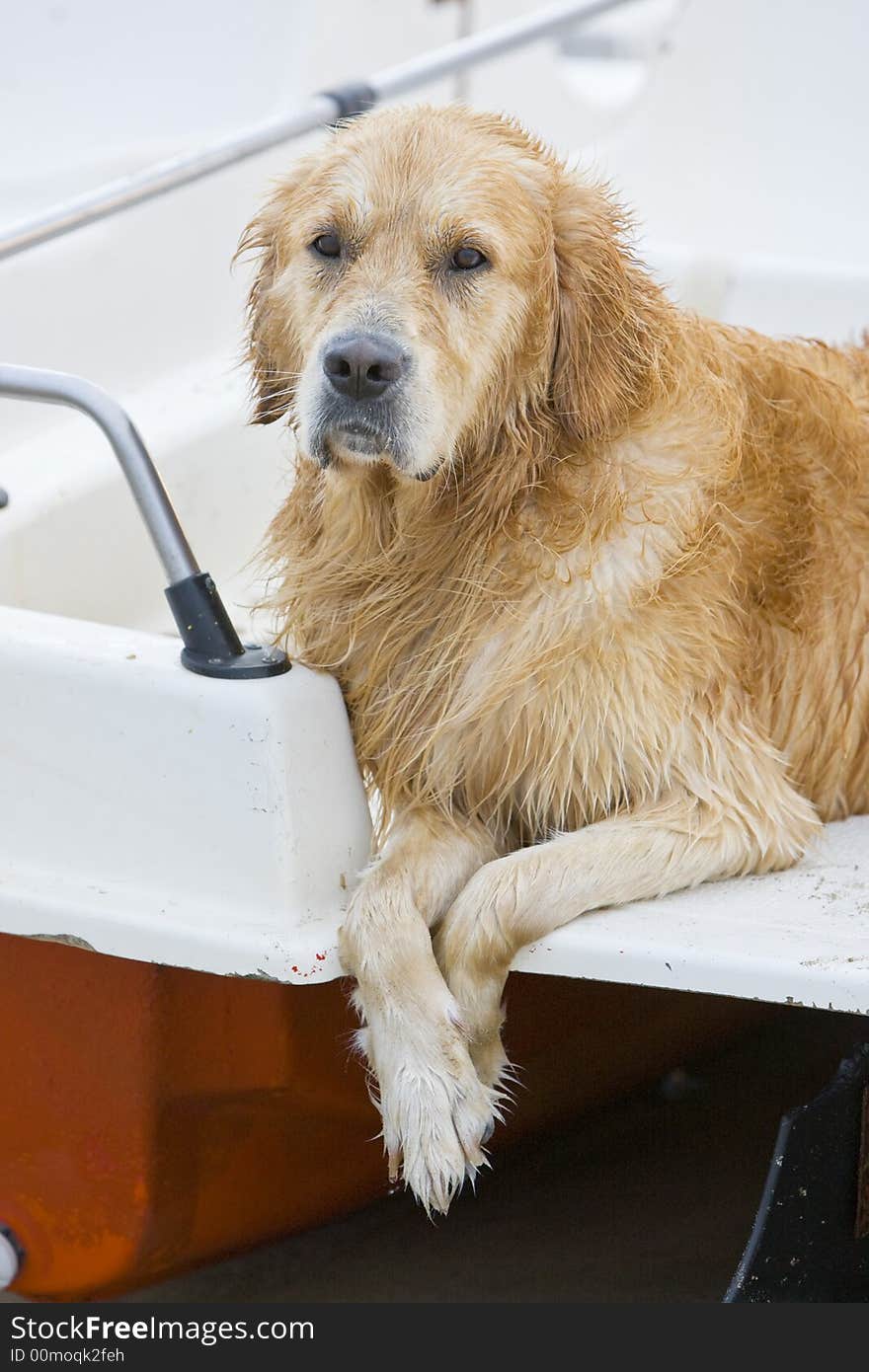 Golden Retriever Posing