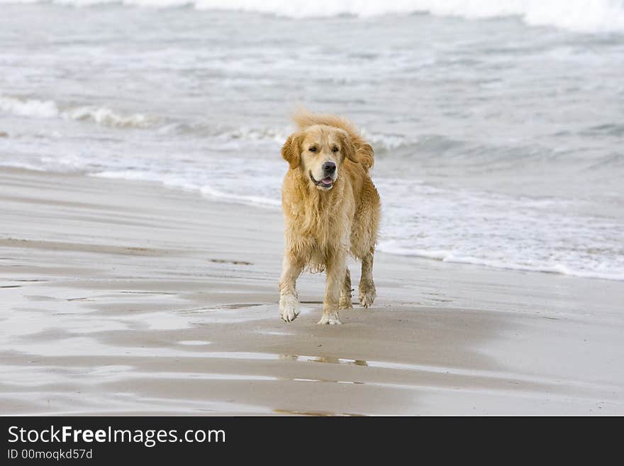 Golden Retriever