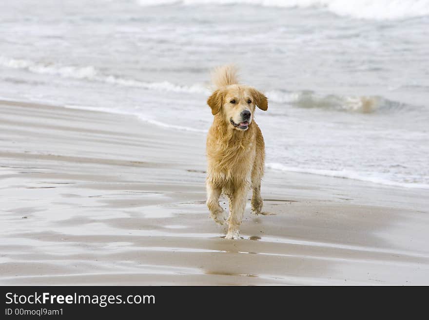 Golden Retriever