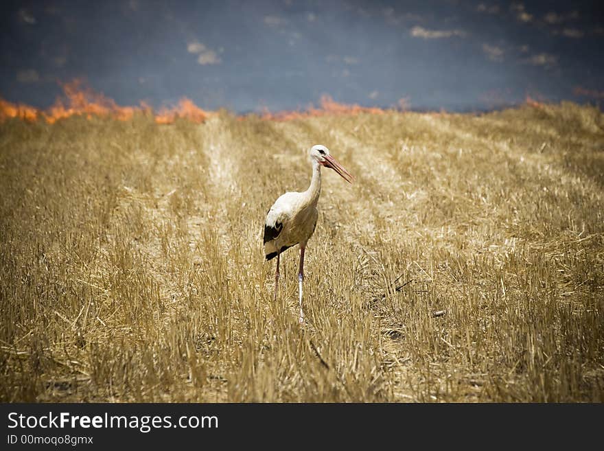 White Stork