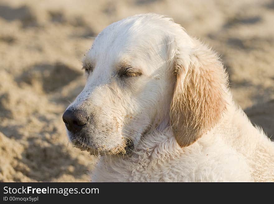 Portrait of a sleeping on the beach. Portrait of a sleeping on the beach