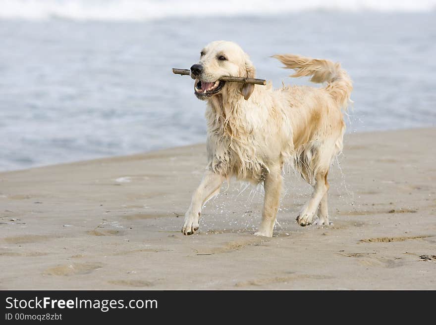 Golden retriever