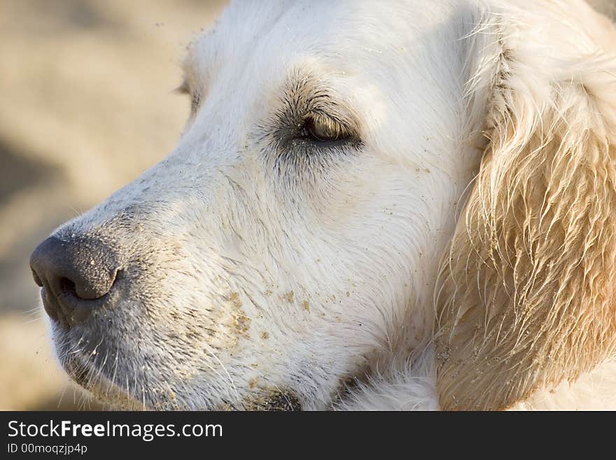 Portrait of a dog looking in the distance. Portrait of a dog looking in the distance