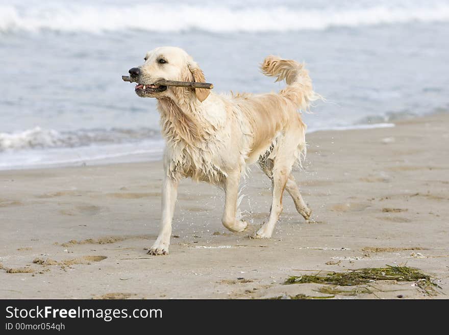 Golden retriever walking on the beach with a stick