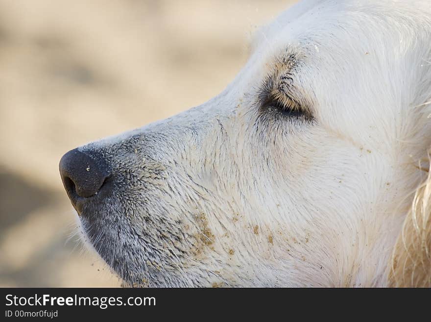 Portrait of a dog looking in the distance. Portrait of a dog looking in the distance