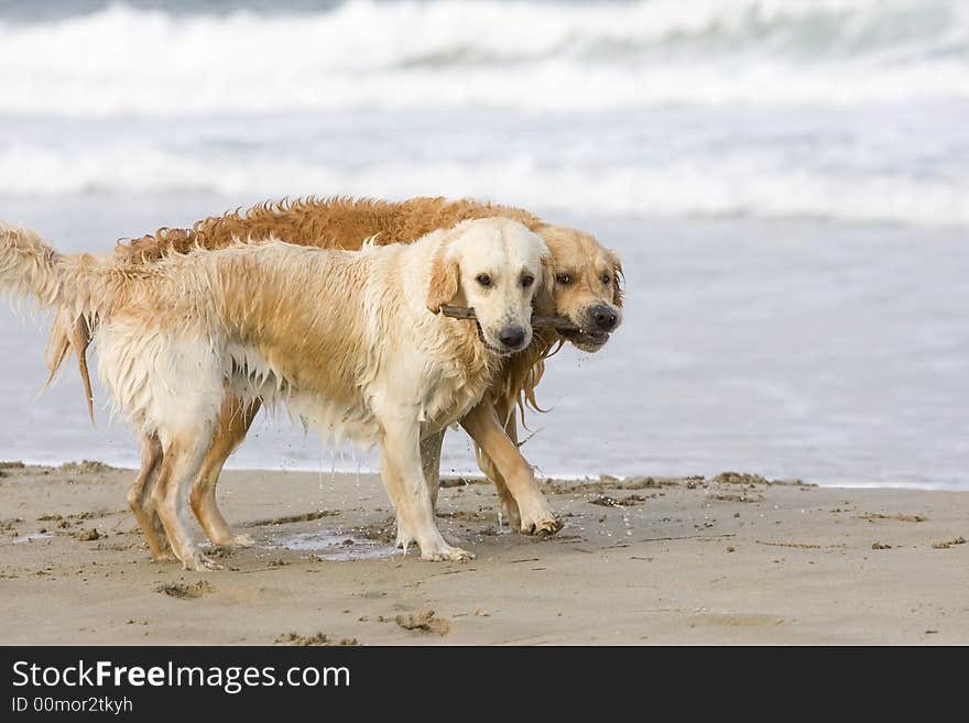 Two golden retrievers biting the same stick on the beach