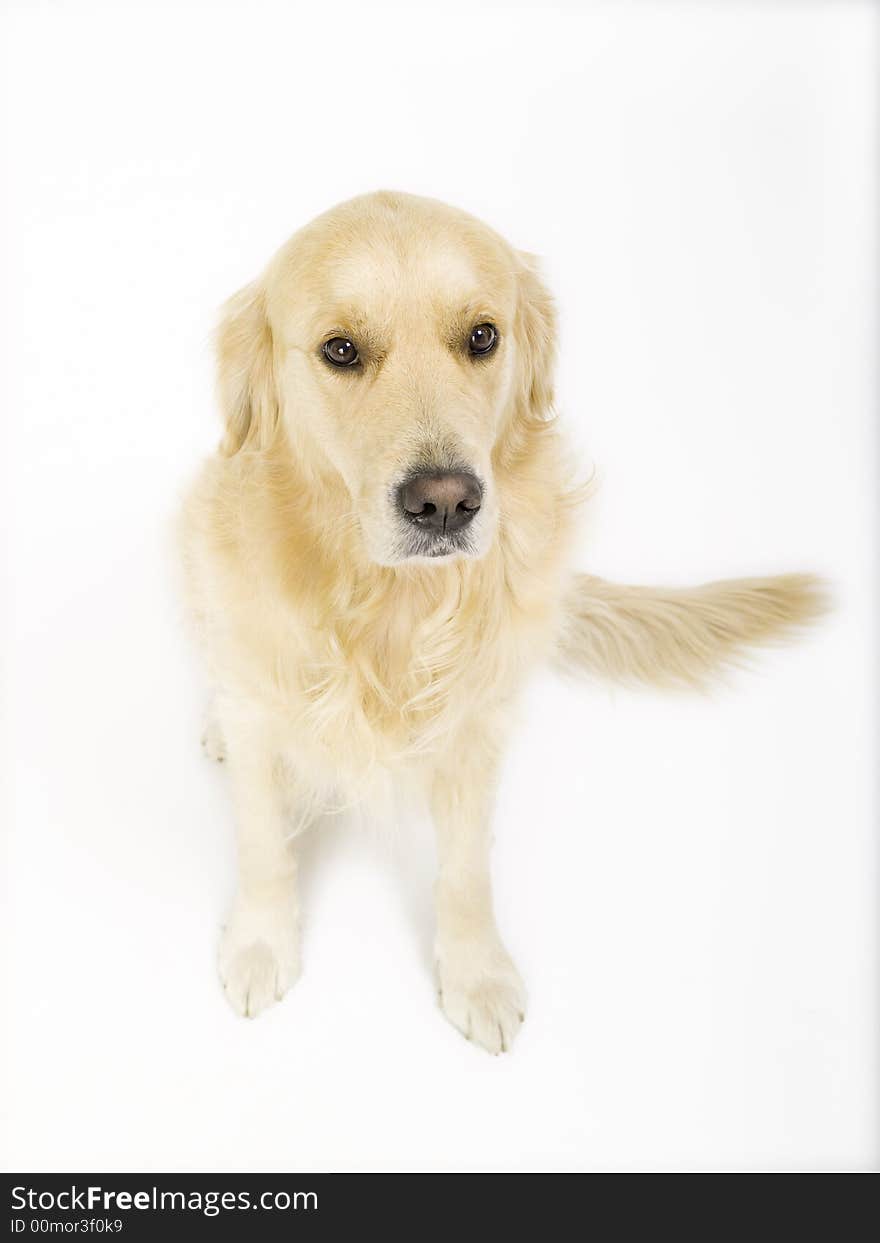 Golden retriever posing on a white background