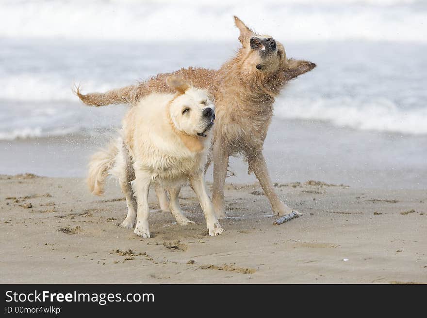 Two golden retrievers shaking heads on the beach