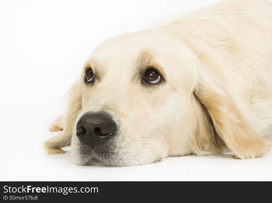 Golden retriever posing on a white background